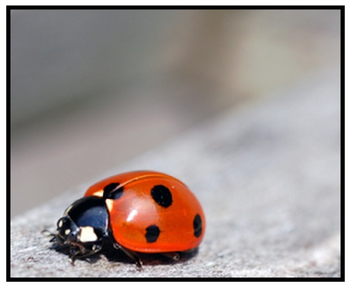 A ladybug with black spots on a wooden surface.