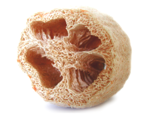 Dried loofah sponge with holes.