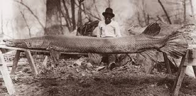 327-Pound Alligator Gar? That Ain’t Nuthin’!