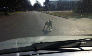 The Delta Bohemian trying to drive along W. 2nd Street in Clarksdale but a dog blocked his way. Photo by The Delta Bohemian