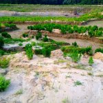 Green plants growing in sandy dunes.