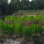 Green plants growing near a pond.