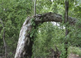 A tree trunk bent into an arch.