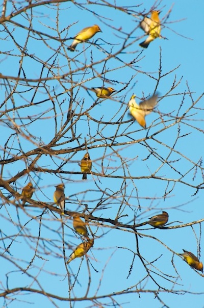 Cedar Waxwings along the Sunflower River in the Mississippi Delta. Photo by John Ruskey