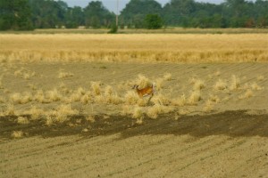 A Whitetail Deer frolicking across a field near Friars Point, Mississippi. Photo by The Delta Bohemian