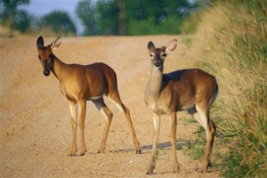 Two inquisitive Whitetail Deer in the Mississippi Delta during the Flood of 2011. Photo by The Delta Bohemian