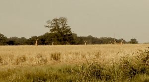 Whitetail Deer watching The Delta Bohemians. Photo by The Delta Bohemian