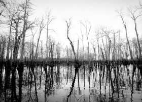 Black and white photo of trees reflected in water.