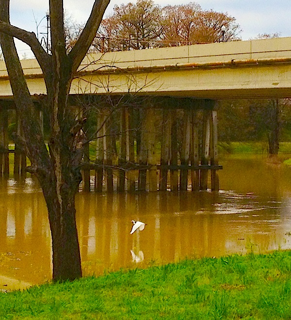 A crane taking flight on Easter morning on the Sunflower River in Clarksdale.