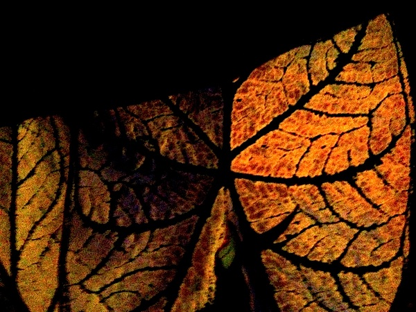 Close-up of an orange leaf vein pattern.