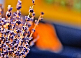 Purple lavender flowers in a vase.