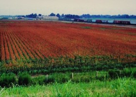 Red field of crops with train in background.