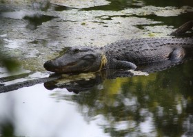 Alligator swimming in murky water.