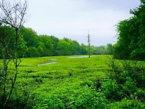 Green field with trees and a single tree.