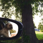 Dog looking out car window with tree behind it.