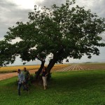 Three people standing under a tree in a field.