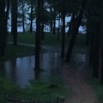 Dark trees reflected in flooded forest.