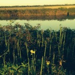 Tall green plants with yellow flowers by a river.