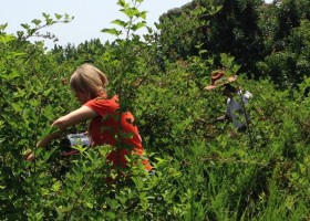 Two people picking berries in a bush.