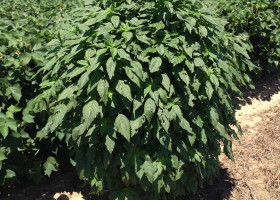 Green plant in a cotton field.