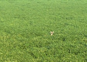 Deer hiding in a field of green grass.