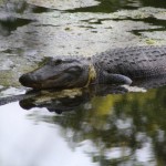 Alligator swimming in murky water.