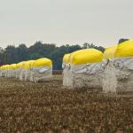 Cotton bales wrapped in yellow tarps.