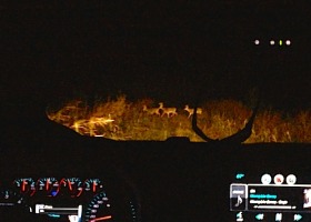 Nighttime view of deer from a car.