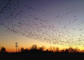 Hundreds of birds flying at sunset.