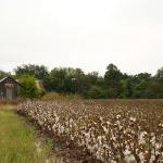 Cotton field with wooden shed and trees.