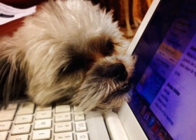 Small dog sleeping on a laptop keyboard.