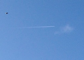 A bird flying in a clear blue sky.