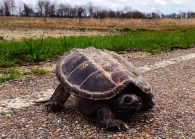 Snapping turtle walking on a gravel road.