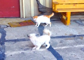 White cat and small white dog outside.