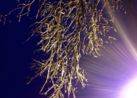 Icicle-covered branches against a night sky.