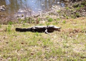 Alligator basking near a pond.