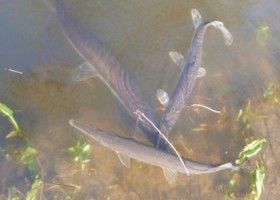 Three longnose gar fish in water.