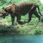 Tiger walking by a blue pond.