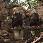 Two bald eagles perched on a branch.