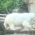 Polar bear walking by a rock wall.