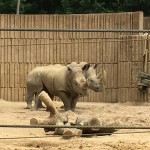 Two white rhinoceroses in a zoo enclosure.