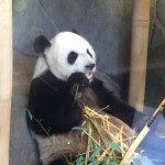 Panda eating bamboo near a fence.