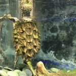 Snapping turtle in an aquarium.