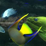 Green moray eel and yellow angelfish underwater.