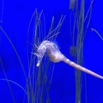 Seahorse swimming amongst seaweed.