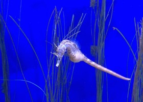 Seahorse swimming amongst seaweed.