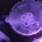 Purple jellyfish with four inner circles.