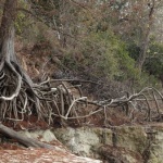 Exposed tree roots and two people.