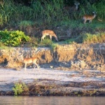 Three deer graze on a riverbank.