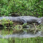 Alligator resting in a swampy area.